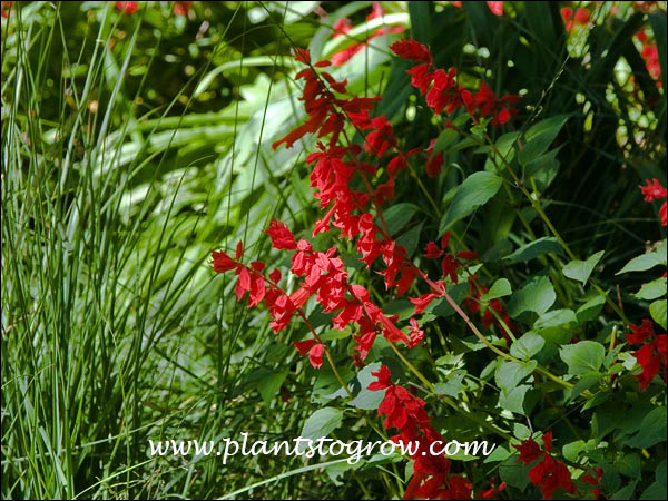 Salvia Van Houttei (Salvia splendens)